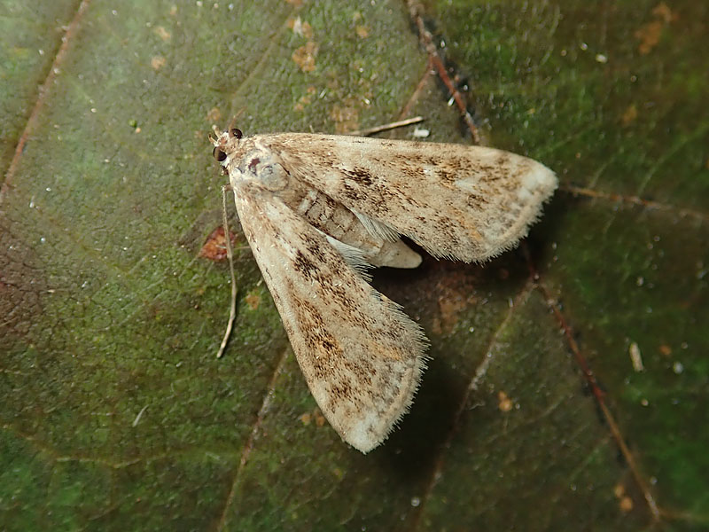 Cataclysta lemnata,  femmina - Crambidae